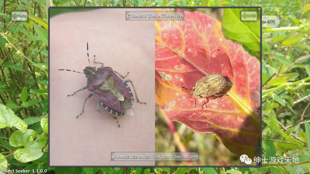 【游戏推荐】《昆虫探寻者 Insect Seeker》免安装中文版